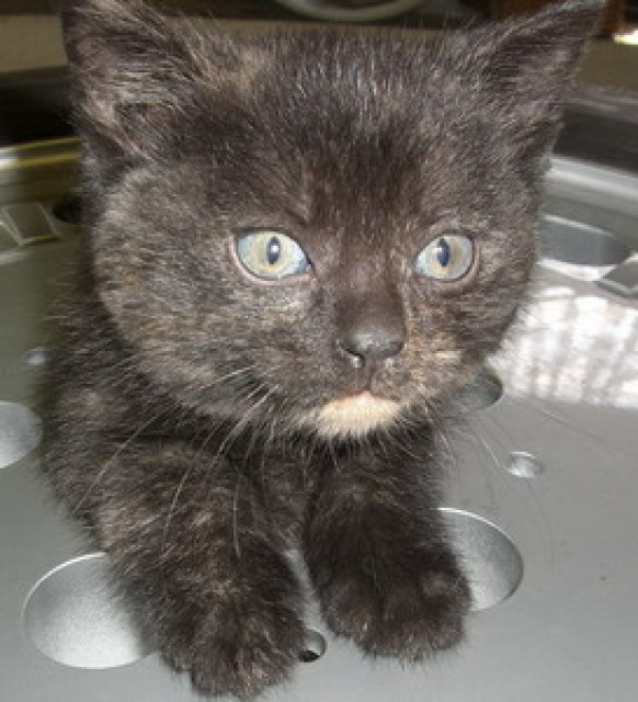 SÜSSE MAIKÄTZCHEN ABZUGEBEN - Tiere - 