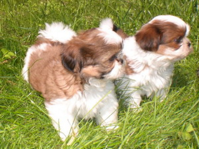 Shih Tzu - Tiere - feldatal