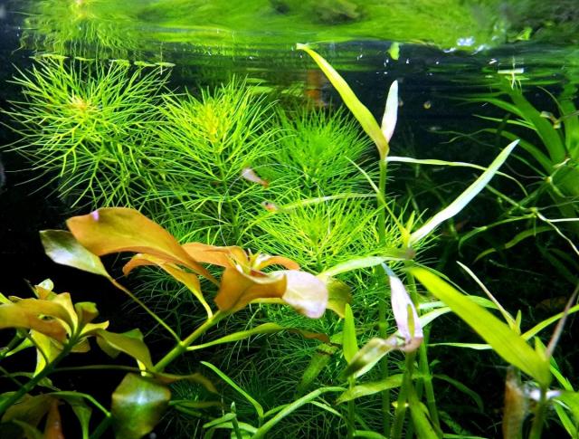 Guyana Tausendblatt, RARITÄT, Aquarienpflanzen (Versand/ Abholung) - Tiere - Mechernich
