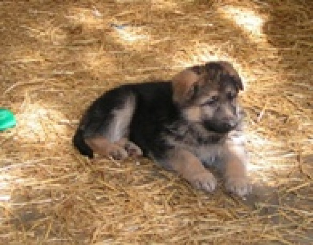 Schäferhundwelpen - Tiere - Messel