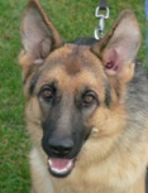Schäferhund, Hündin - Tiere - Groß-Gerau