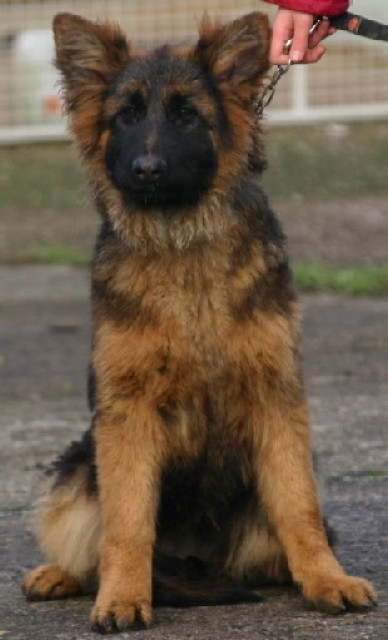 DSH-Welpe mit Papieren, - Tiere - Jena