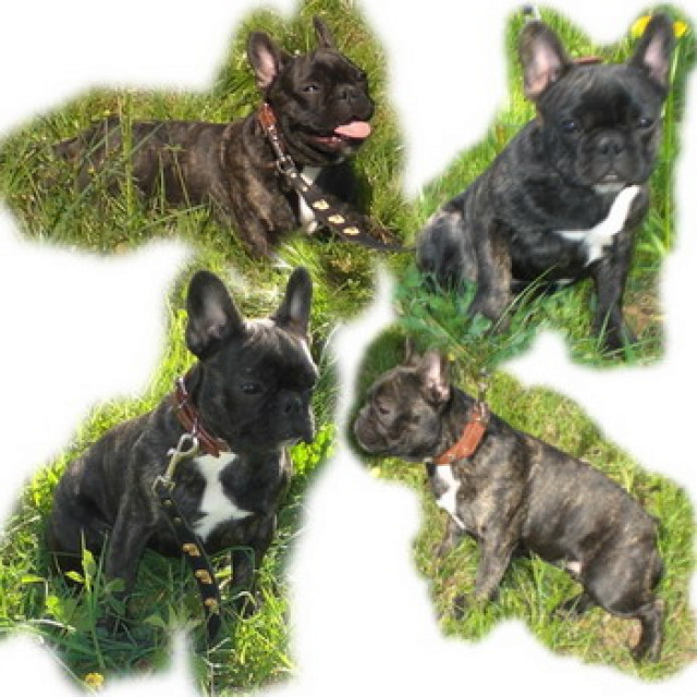 Fawn Bully Welpen - Tiere - ulrichstein