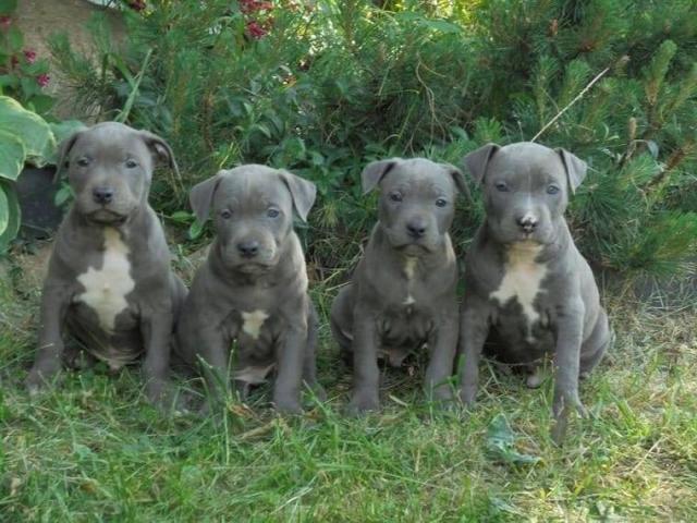 Süsse Wunderschöne American Welpen Blue-Line Pit Bull Terrier - Tiere - Dresden