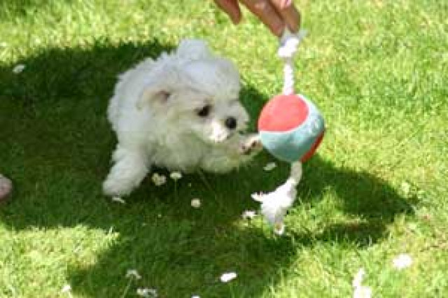 Malteserwelpen - Tiere - Reichenberg