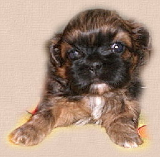 Shihtzu-Püppchen - Tiere - xxx