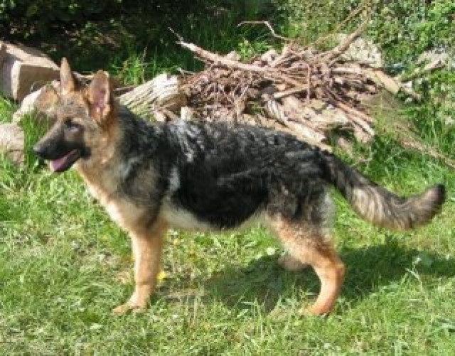 Schäferhundwelpen - Tiere - Messel