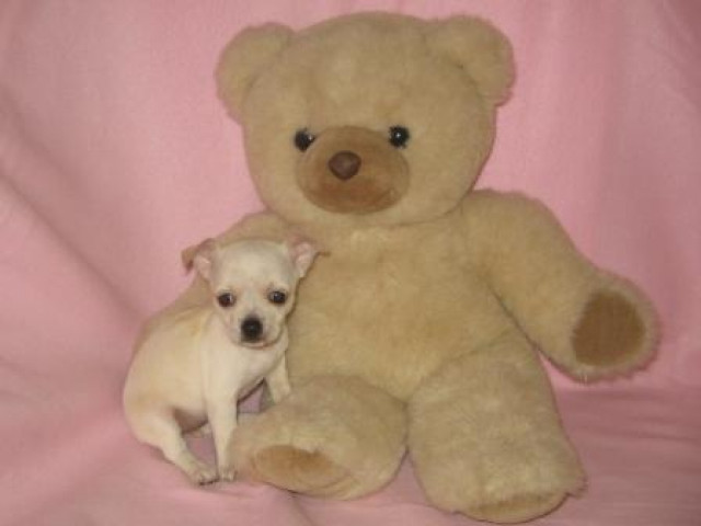 Süße Mini-Chihuahua Welpen - Tiere - Schönwald