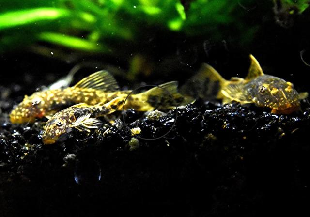 LDA 16, Schildpatt, reinerbig, RARITÄT (Versand/ Abholung) - Tiere - Mechernich