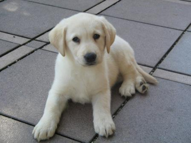 Vermittlung von Welpen - Tiere - Schönwald