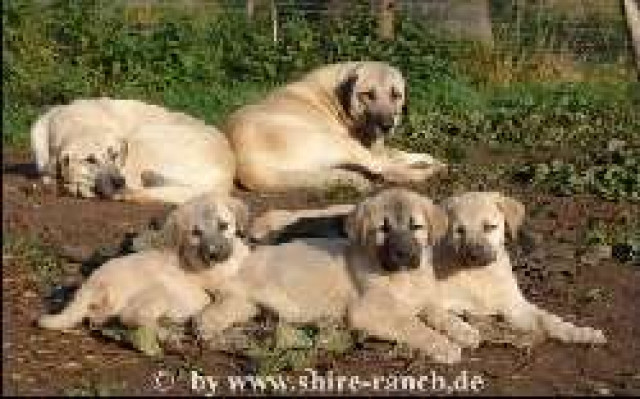 Sivas Kangal Welpen - Tiere - Uhlstädt