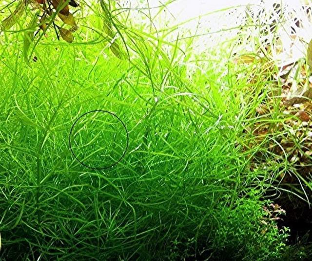 Amerikanischer Wasserstern, RARITÄT, Wasserpflanzen (Versand/ Abholung) - Tiere - Mechernich