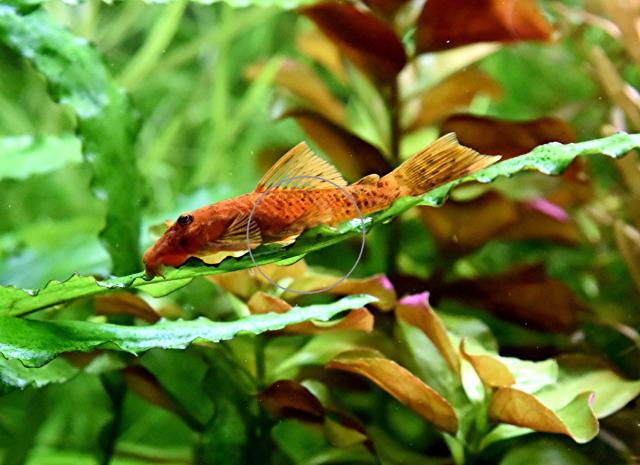 L DA16 var. Super Red, RARITÄT, Wels (Versand/ Abholung) - Tiere - Mechernich