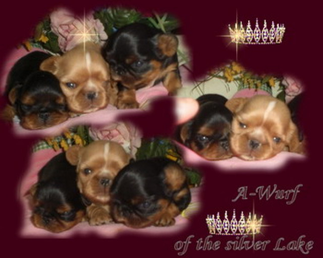 King charles spaniel oder engl - Tiere - xxx