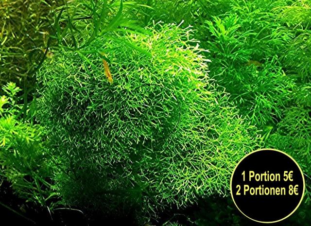 Sternlebermoos, Aquarienpflanzen (Versand/ Abholung) - Tiere - Mechernich