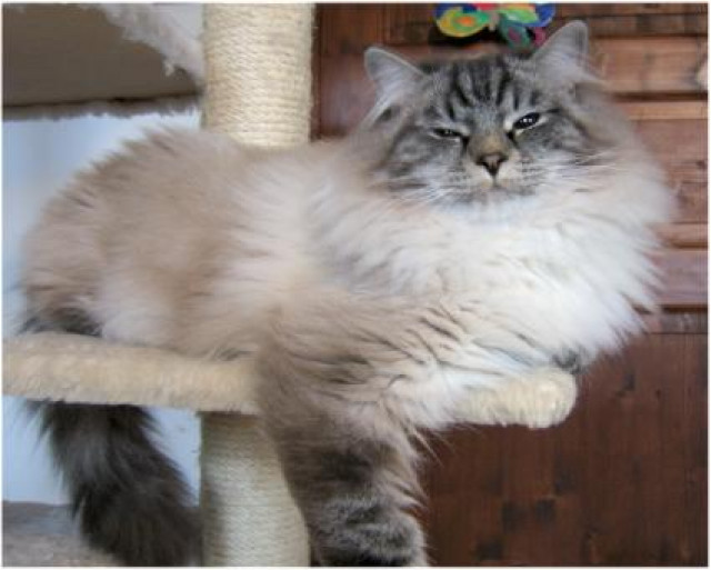 Sibirisches Katzenpärchen - Tiere - Wegscheid