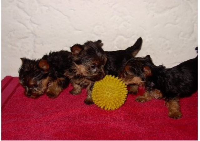***Yorkshire-Terrier*** - Tiere - Aldersbach-Pörndorf