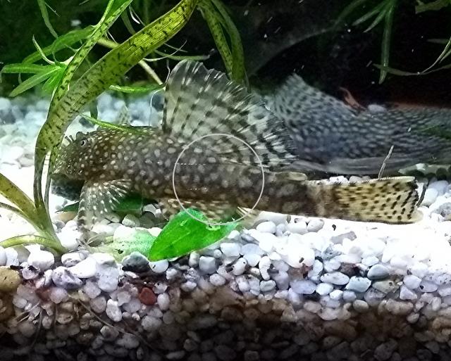 Ancistrus spec., brauner Antennenwels (Versand/ Abholung) - Tiere - Mechernich