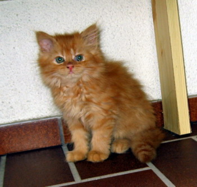 Süße Perserbabys abzugeben - Tiere - Wertheim