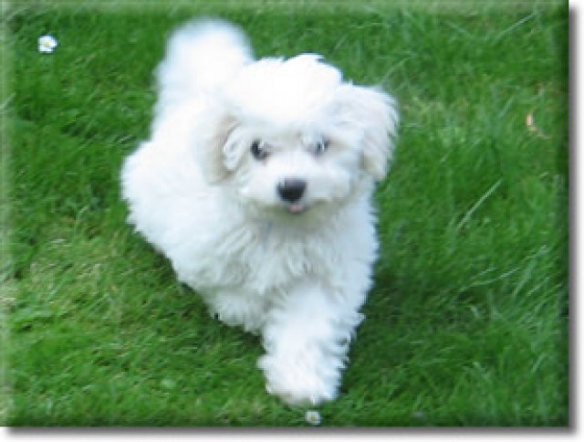 Bichon frise Welpen ~~ im Tedd - Tiere - Mechernich