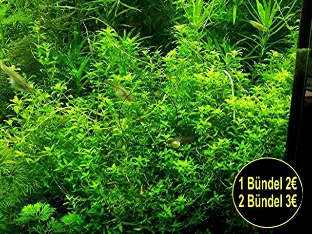 Quirlblättriges Perlenkraut, Aquarienpflanzen (Versand/ Abholung) - Tiere - Mechernich