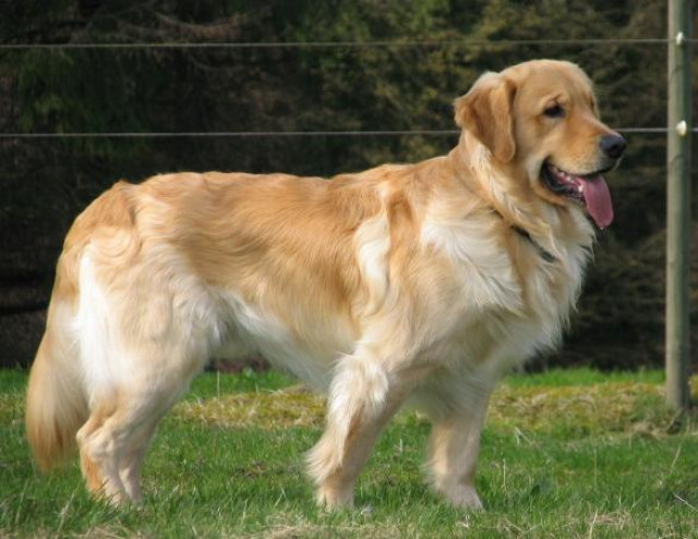 Golden Retriever Deckrüden - Tiere - Solingen