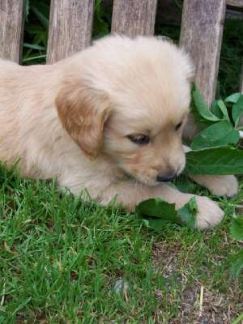 Golden Retriever Welpen - Tiere - Bad Ischl