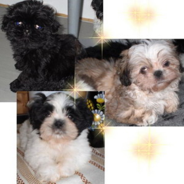 Shih tzu klein und lieb - Tiere - feldatal