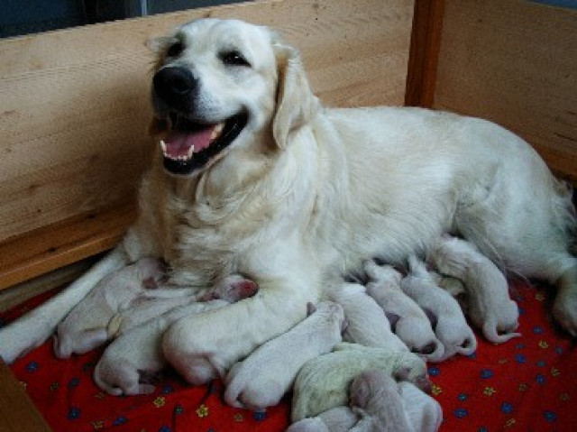 Golden Retriever Welpen - Tiere - Ravenstein