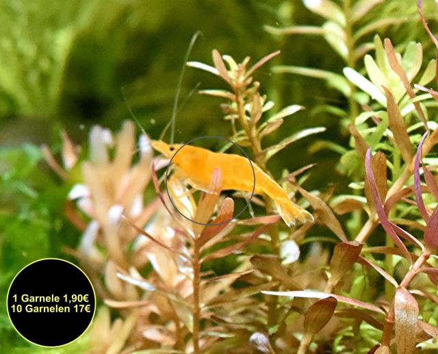 Orange Sakura Garnele, Zwerggarnele, reinerbig (Versand/ Abholung) - Tiere - Mechernich