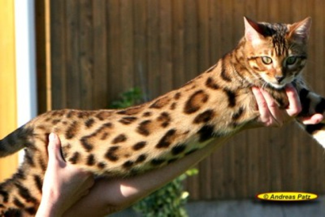 Minileoparden - Bengalkatzen - Tiere - Dillenburg