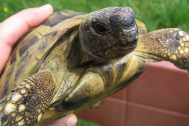 Landschildkröte Freilandhaus - Tiere - Heilbronn