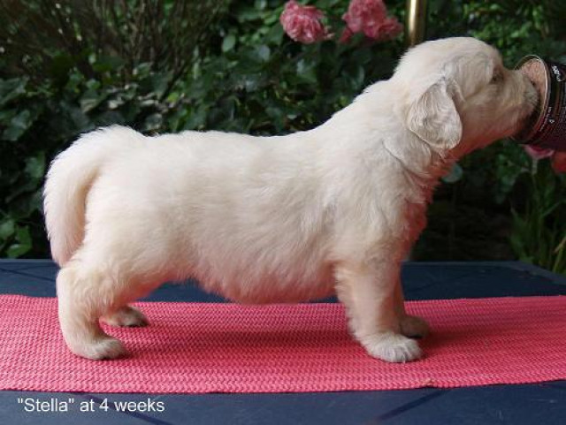 *****Golden Retriever Welpen** - Tiere - Altertheim