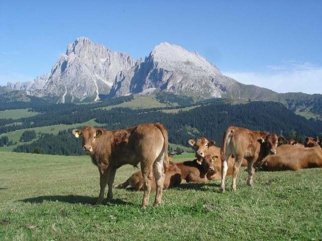 Residence KLEMENTHOF  SÜDTIROL - Urlaub Reise - Natz bei Brixen