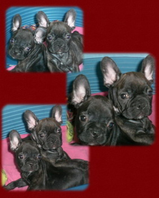 F.B.Babys...... - Tiere - ulrichstein