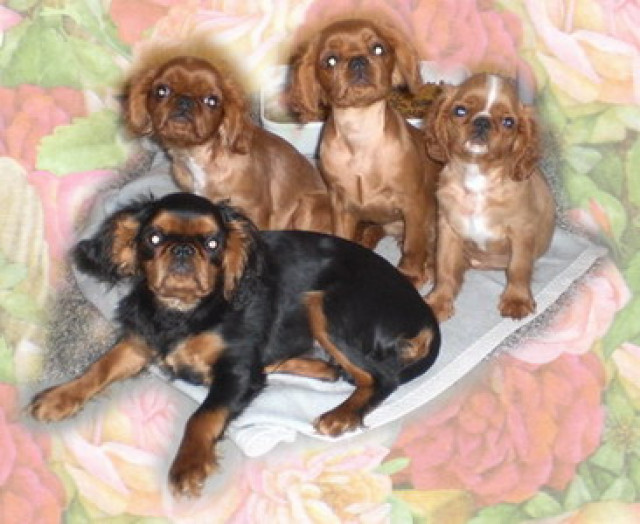 King charles spaniel - Tiere - feldatal