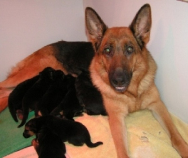 Schäferhundwelpen - Tiere - Groß-Gerau