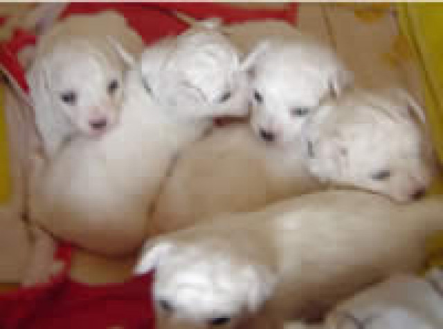 Bichon frise Welpen ~~ im Tedd - Tiere - Mechernich