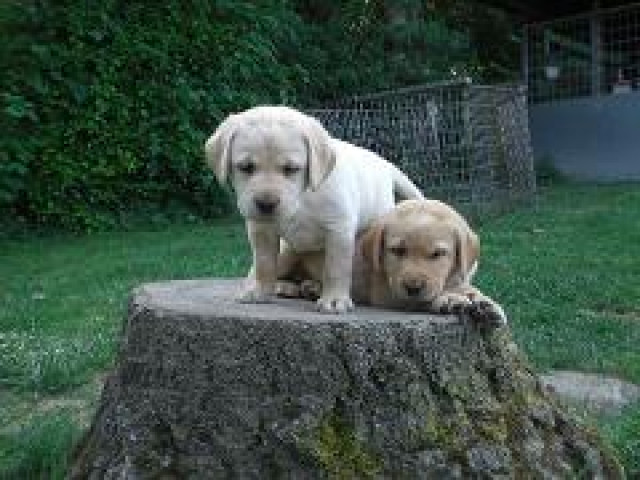 Zuckersüsse Labradorwelpen - Tiere - Pr.Oldendorf