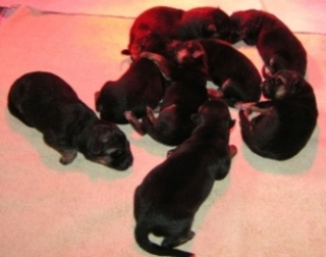Schäferhundwelpen - Tiere - Groß-Gerau