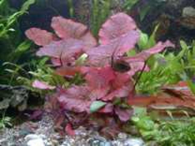 Verk. günstig Wasserpflanzen - Tiere - Dresden