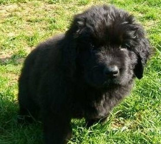 Neufundländerwelpen, schwarz - Tiere - 