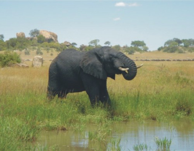 Afrika-Safari Kenya, Botswana - Urlaub Reise - Klagenfurt