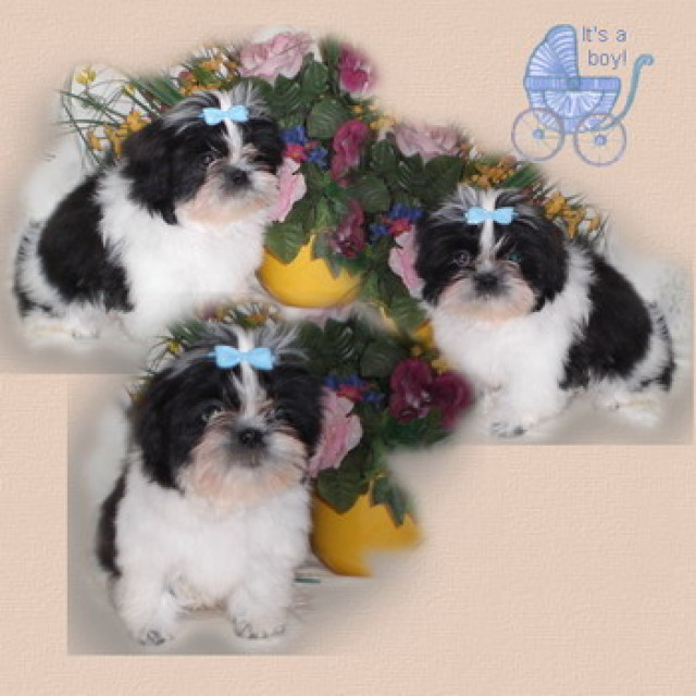 Shih tzu---shih tzu - Tiere - feldatal