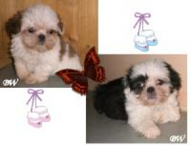 Shih Tzu Welpen - Tiere - 