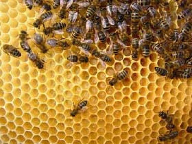 Reines Bienenwachs aus Imkerei - Hobby Spiele - Drolshagen