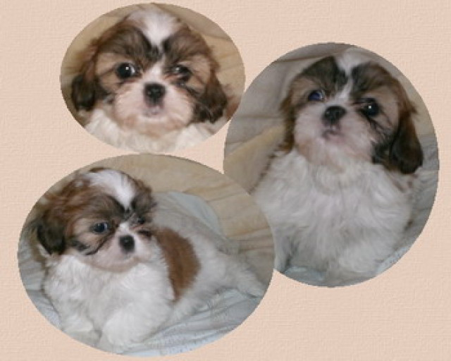 Shih Tzu - Tiere - feldatal