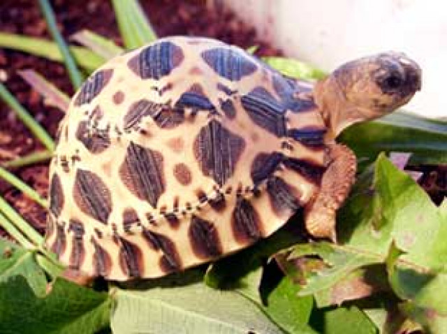 SCHILDKRÖTEN SHOP Zubehör - Tiere - Heilbronn