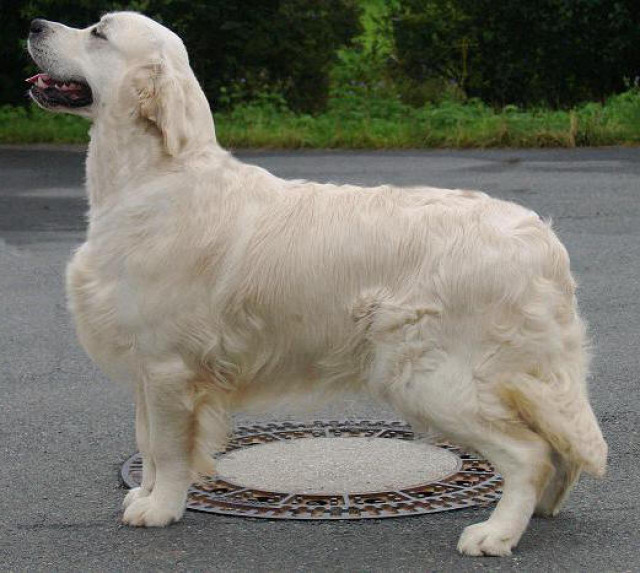 Golden Retriever Rüde - Tiere - Altertheim