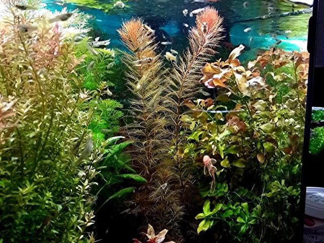 Rotes Mato Grosso Tausendblatt, Wasserpflanzen (Versand/ Abholung) - Tiere - Mechernich